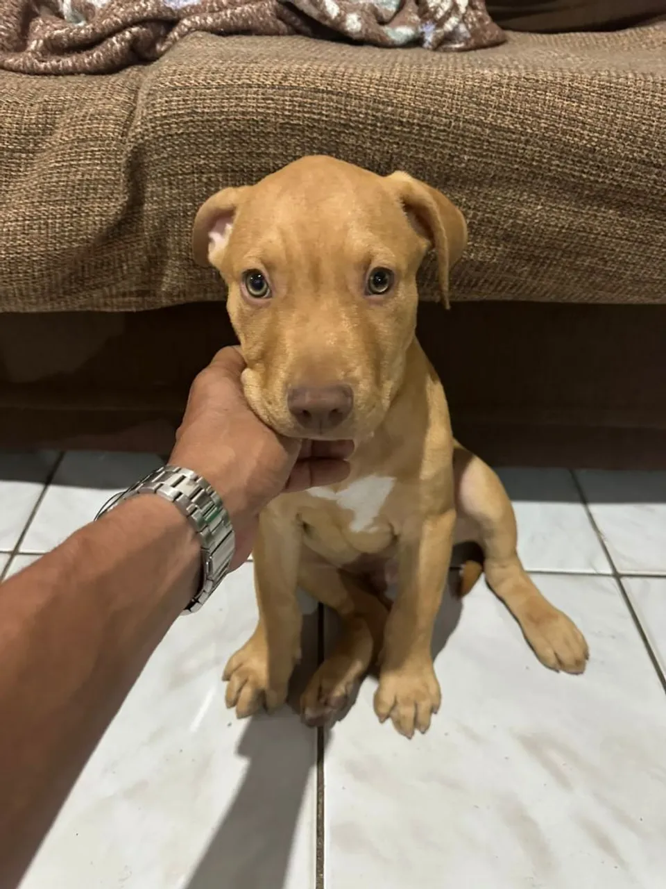 Filhote de Pitbull disponível 