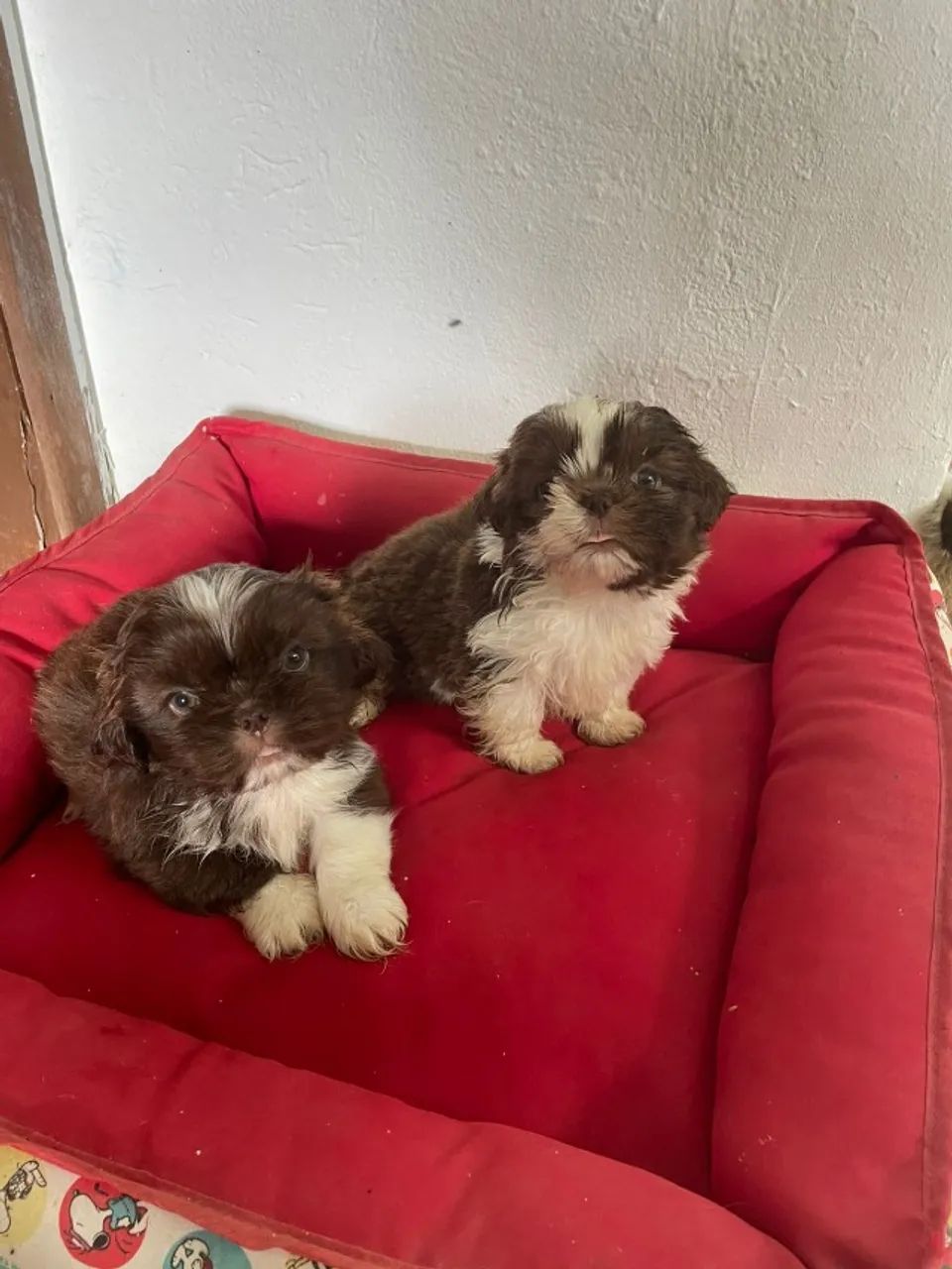VENHA BUSCAR O SEU SHIH TZÚ COM  A GENTE.CÃES CRIADOS POR MÉDICA VETERINÁRIA. - Foto 3