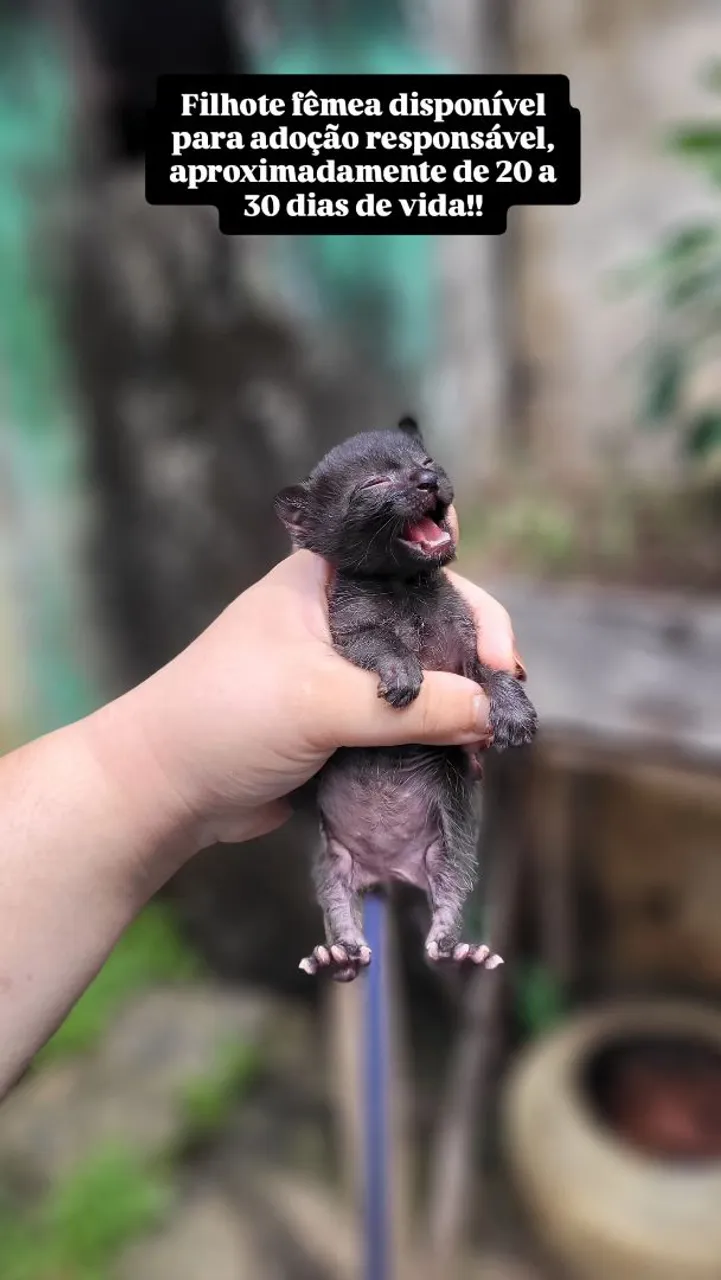 Gatinhos para adoção 