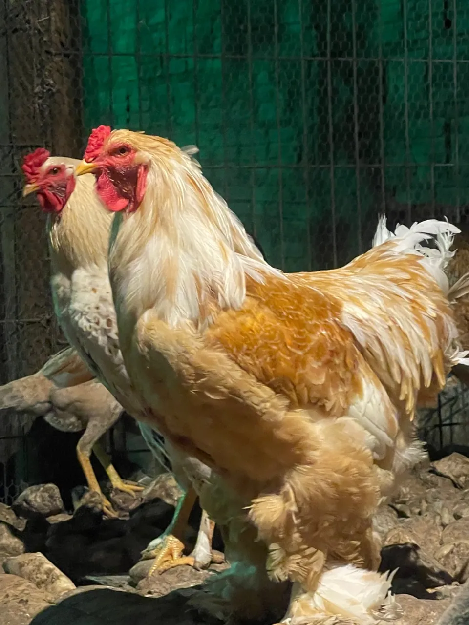 Ovos galados