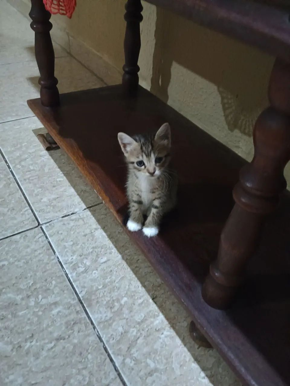 Prontos para alegrar sua casa !? - Foto 5