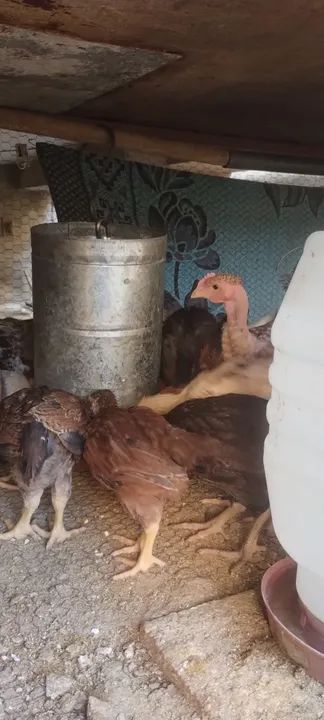 Branquinhos 35 dias - Foto 2