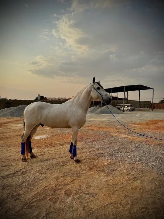 Cavalo Mangalarga Marchador - Foto 3