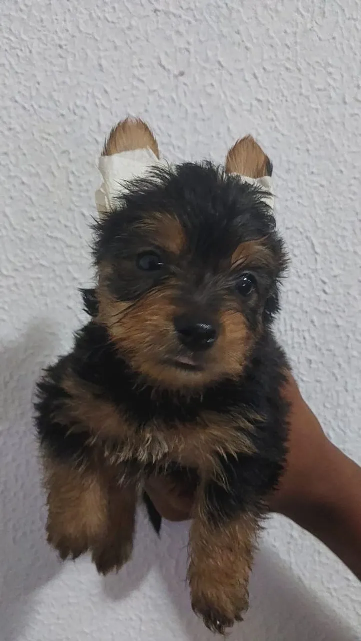 Filhote Yorkshire Terrier - micro macho