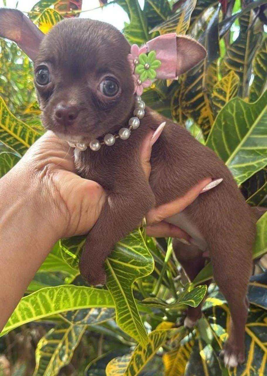 Chihuahua fêmea com vacina importada - Foto 4