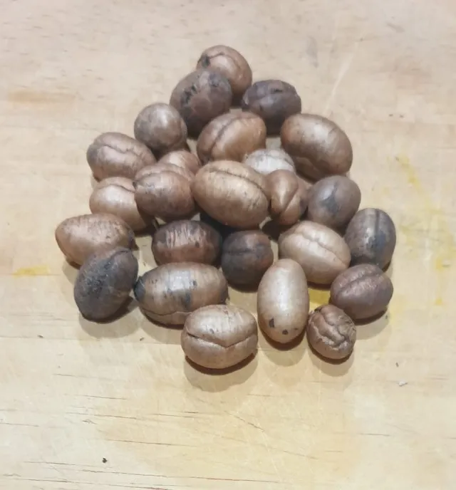 20 semnets de arvore mastro - Choupala