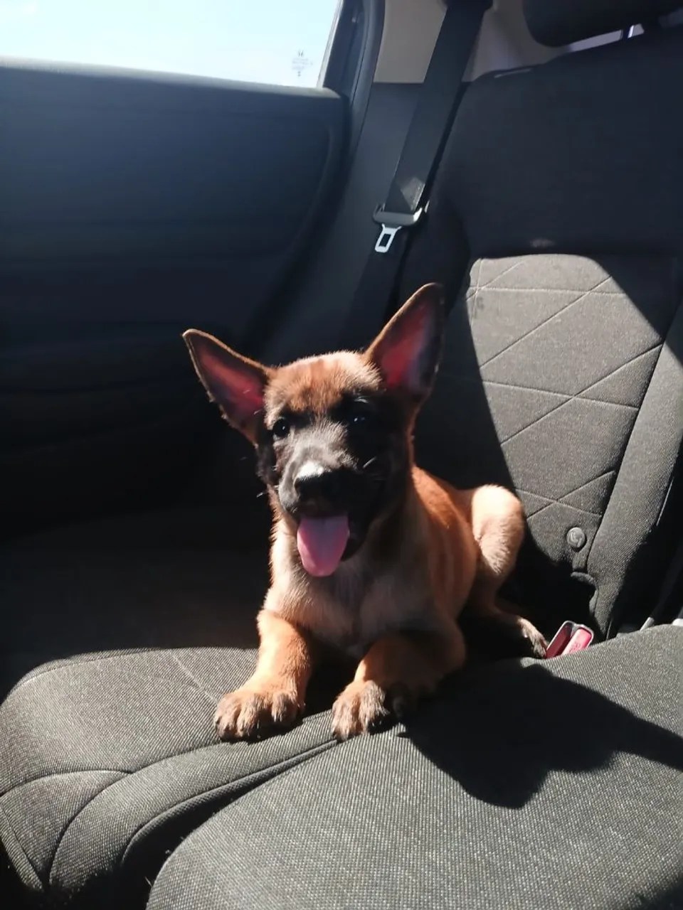 Filhote de Pastor Belga Malinois