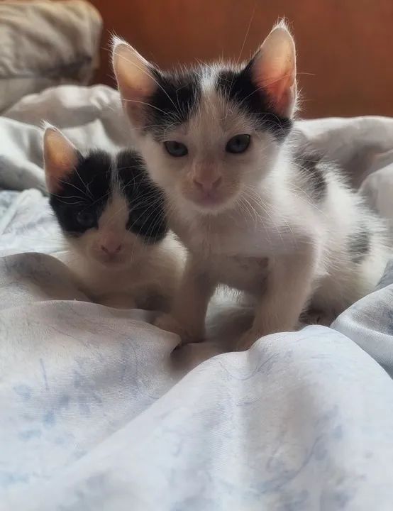 Gato fofinho para adoção