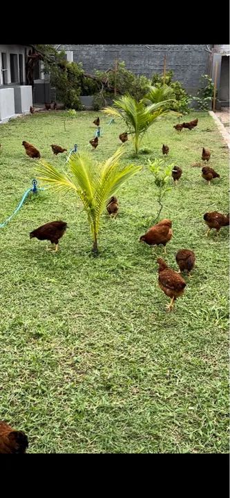 Franguinhas Embrapa 051 de 3 meses  - Foto 5