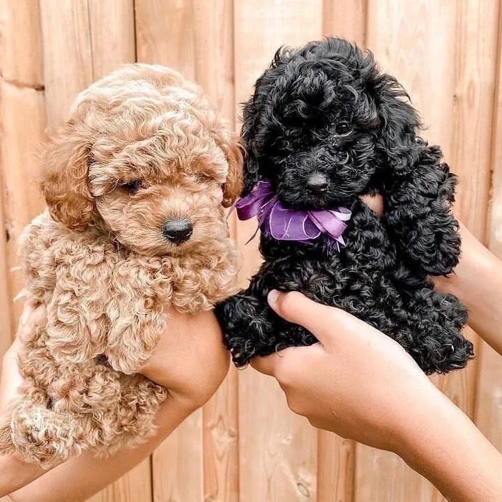 Poodle Red e preto disponíveis 