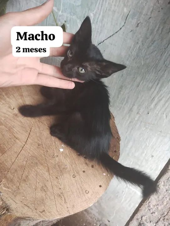 Vários Filhotes de gatinhos para adoção