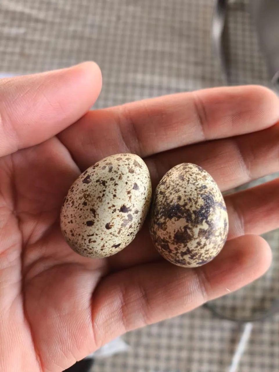 Ovos de codorna galados (fértil) - Foto 2