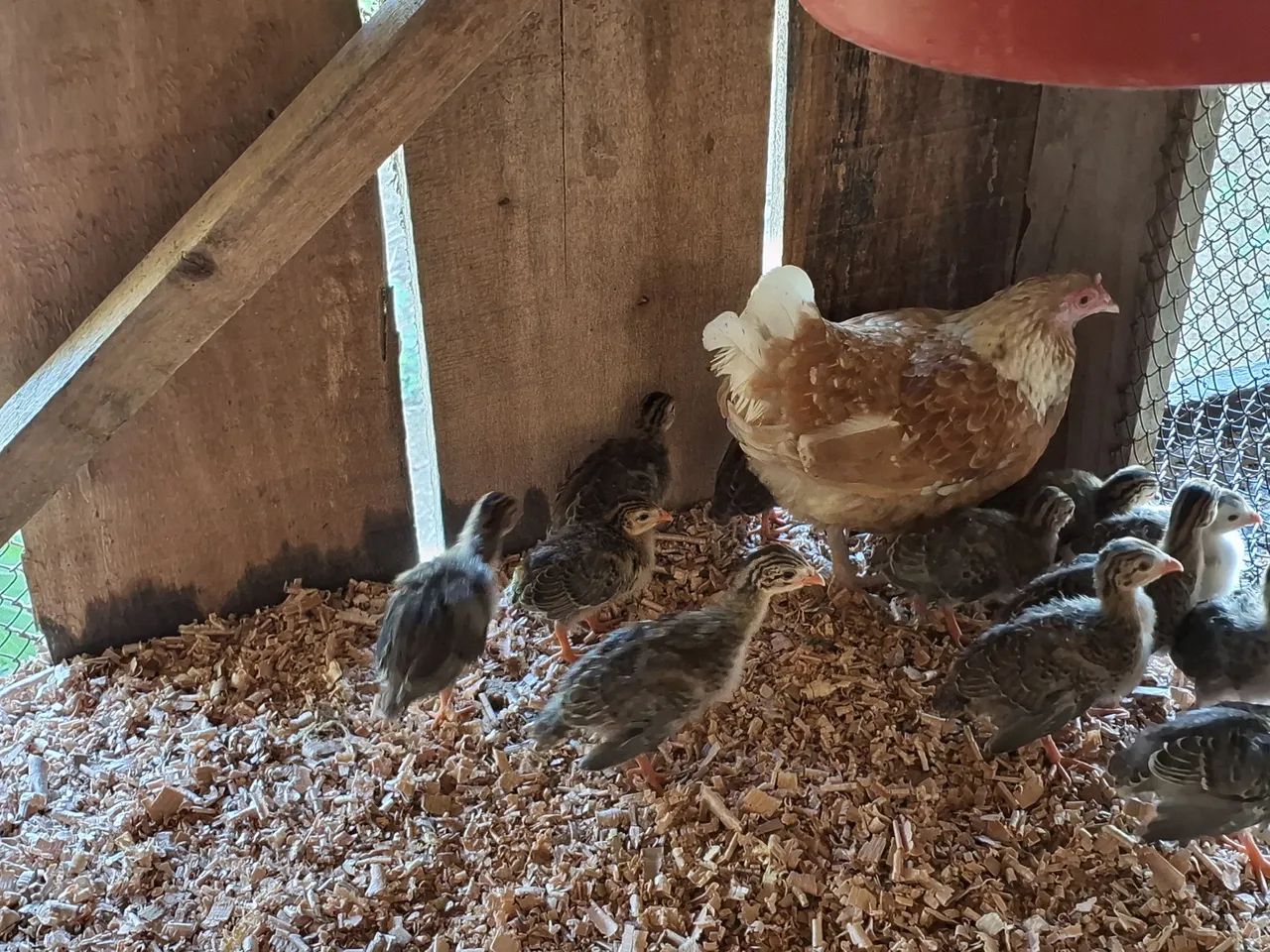 Filhotes de angulistas - Foto 3