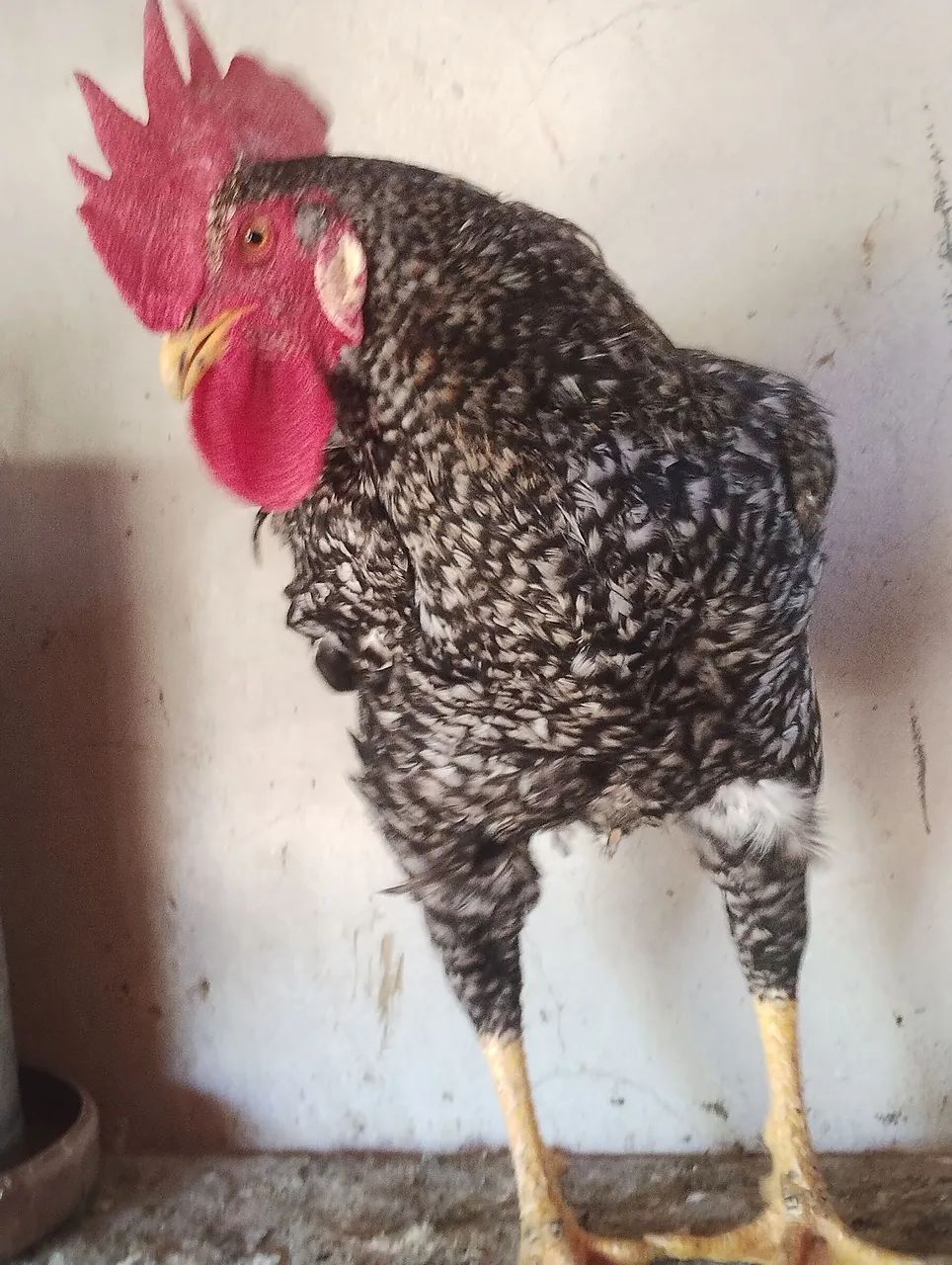 Galo GSB novo - Foto 4