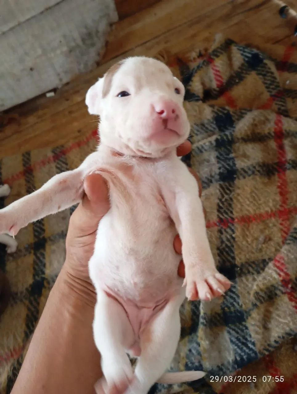 Filhote Pitbull - Foto 3