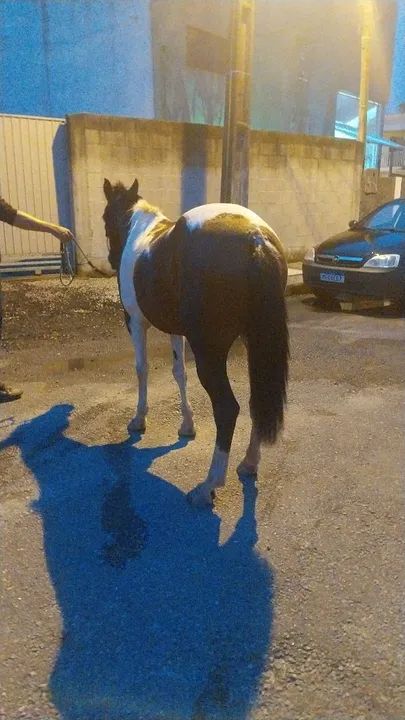 Vendo egua  - Foto 4