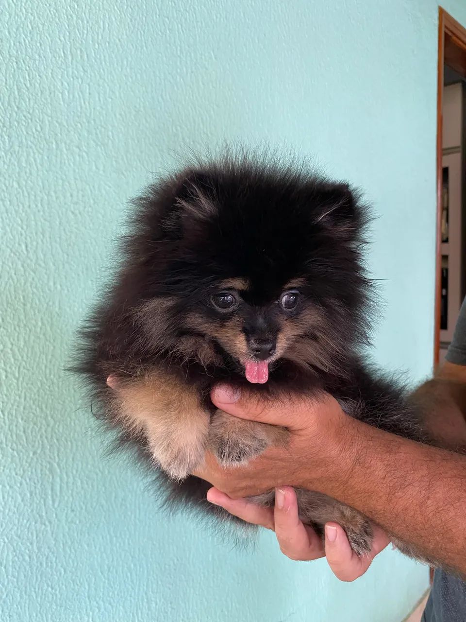 Spitz Alemão Lulu da pomerania - Foto 4