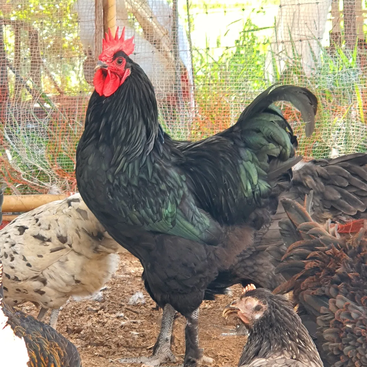Galo + Galinha da raça Croad Langshan