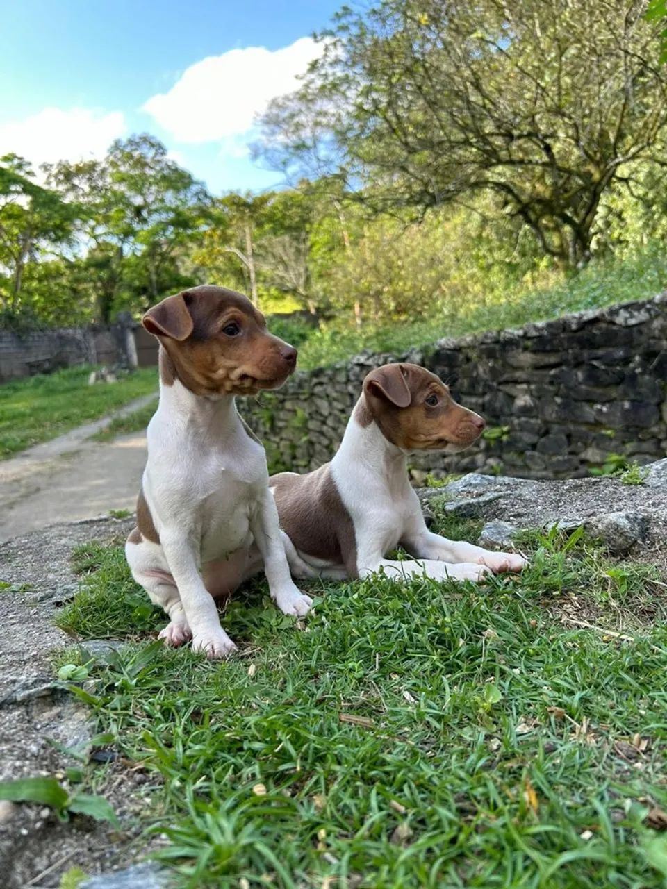 Filhotes de Fox Paulistinha (Terrier Brasileiro) - Foto 2