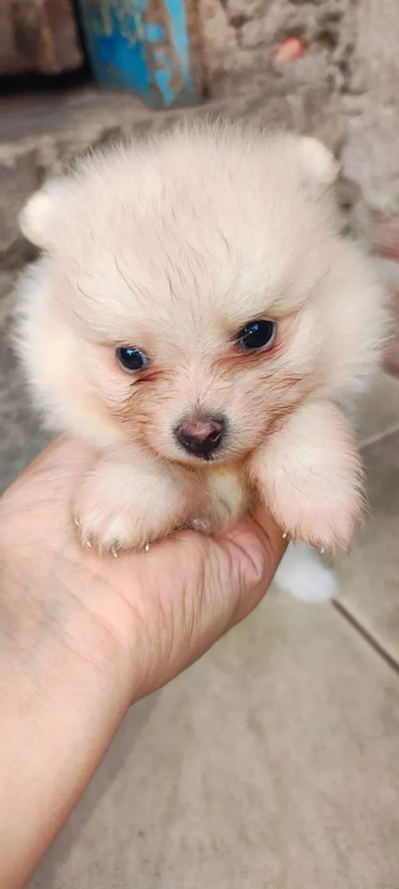 Filhote de Spitz alemão Lulu - Foto 3