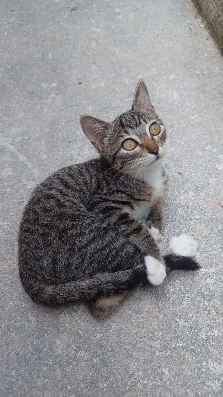 Gatinha Fofa para Adoção