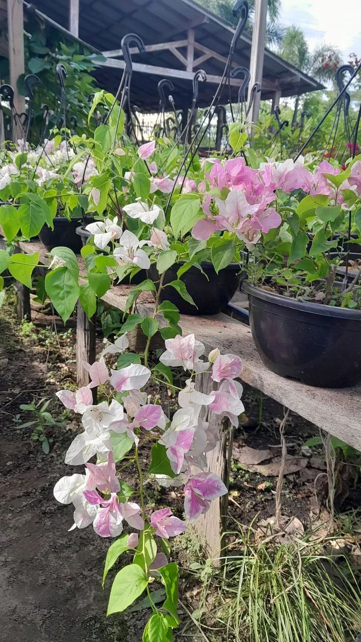 Fontes Decorativas para Jardim - Foto 3