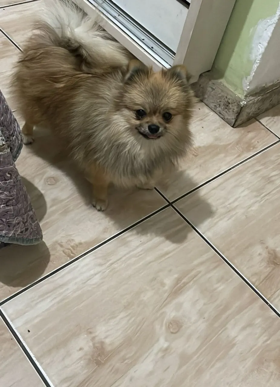 Fêmea anã spitz alemão Pedigree incluso!