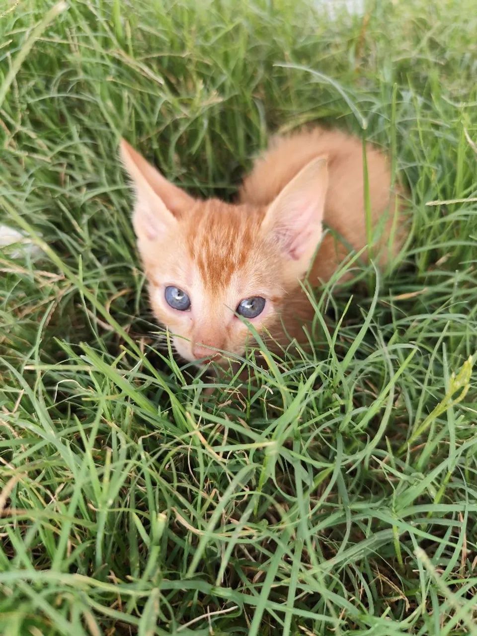 Gatinhos fofinhos para adoção responsável - Foto 5