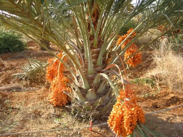 MUDAS DE TÂMARA JUMBO DE ISRAEL - Foto 5