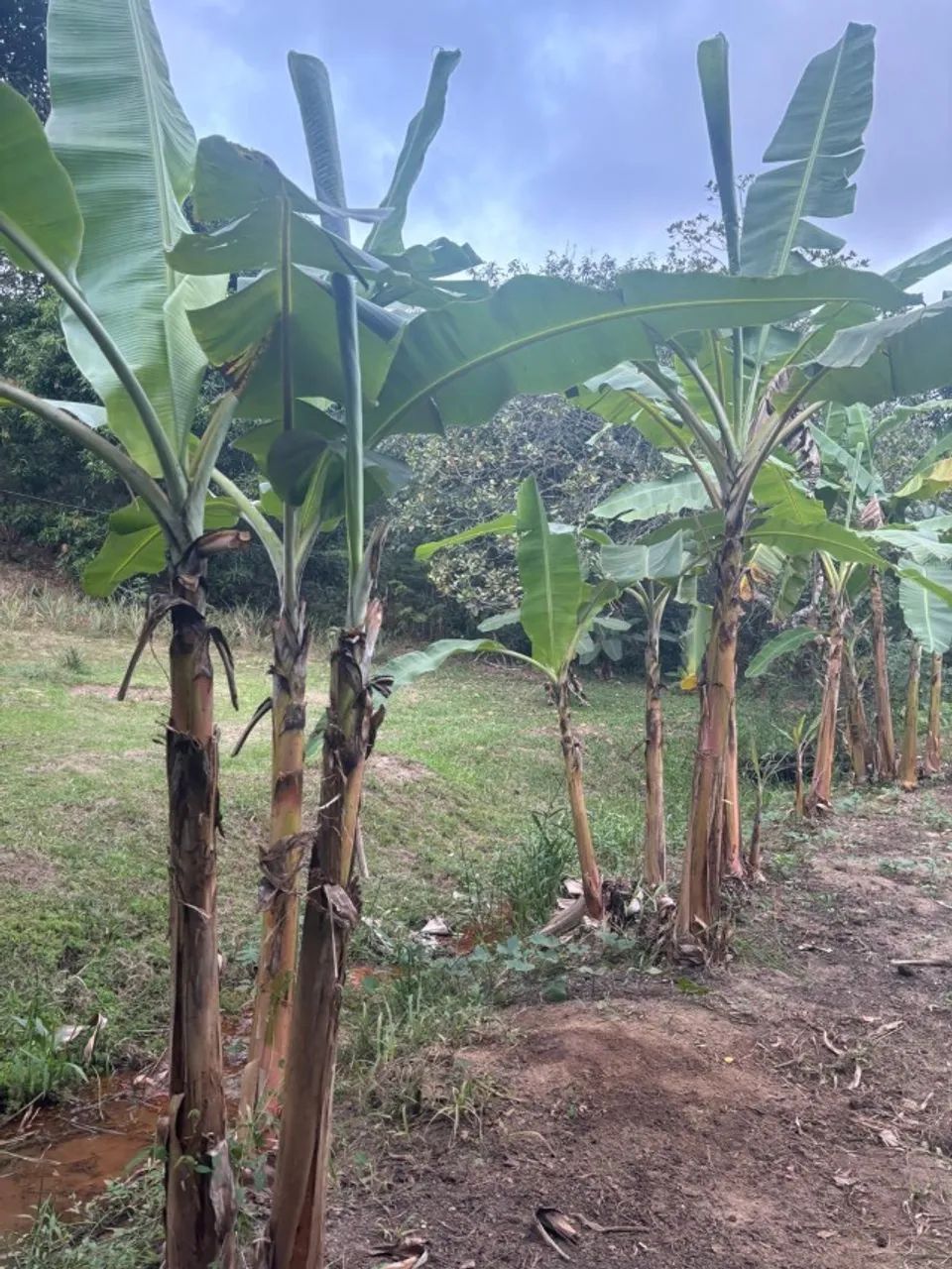 Chacara - Foto 12