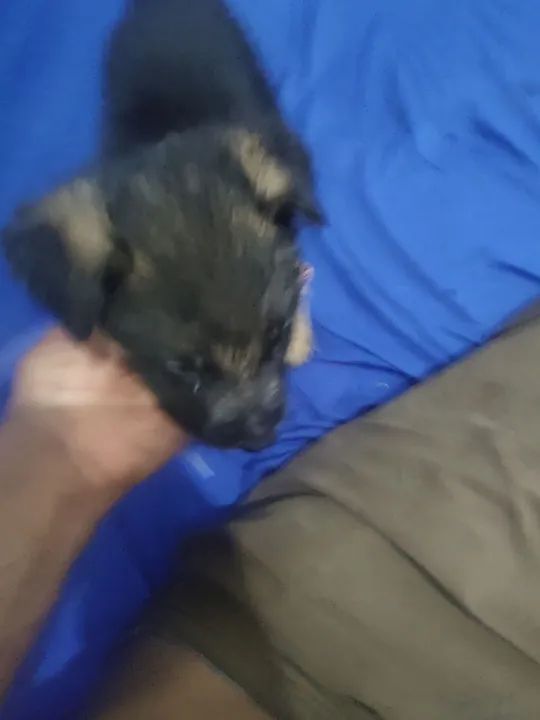 Filhote de Pastor Alemão