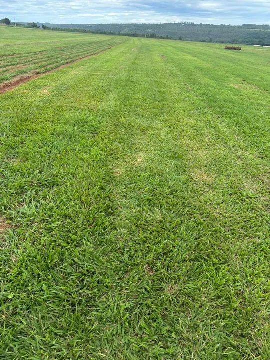 Grama apartir de 7,00 reais o metro quadrado já plantado  - Foto 5