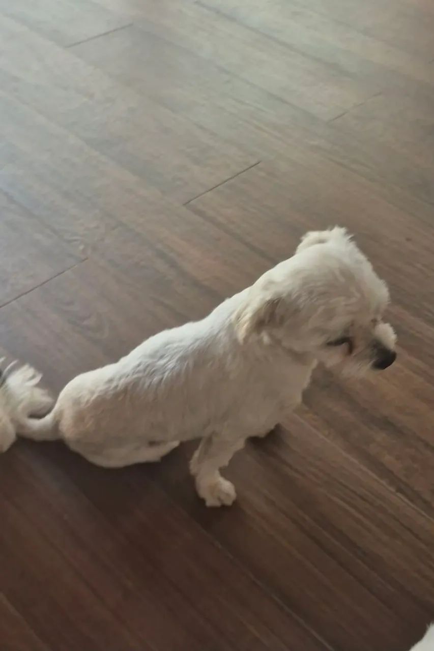 Cachorros pra Doação  shih tzu  - Foto 2