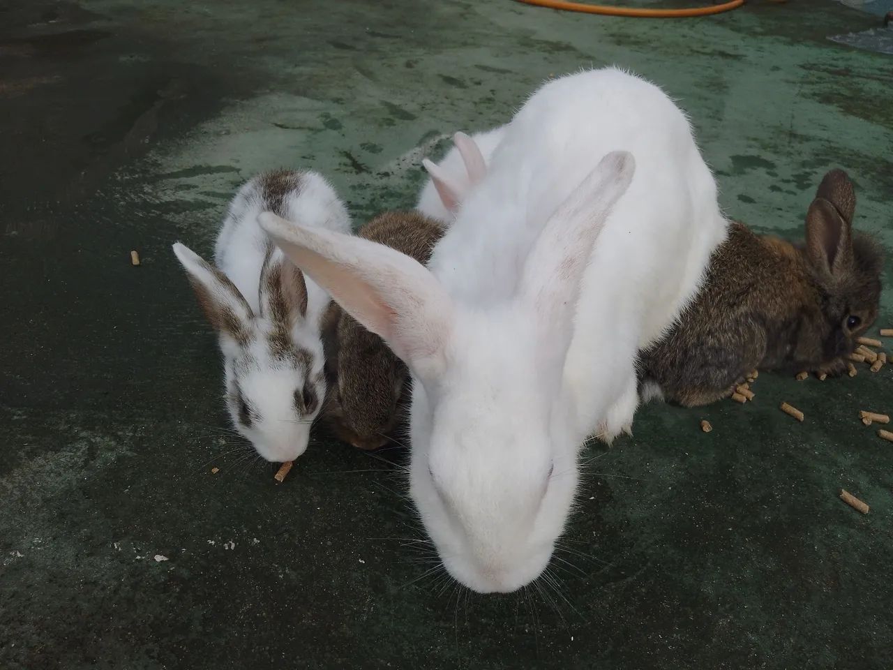 Temos coelhos fofinhos  - Foto 3