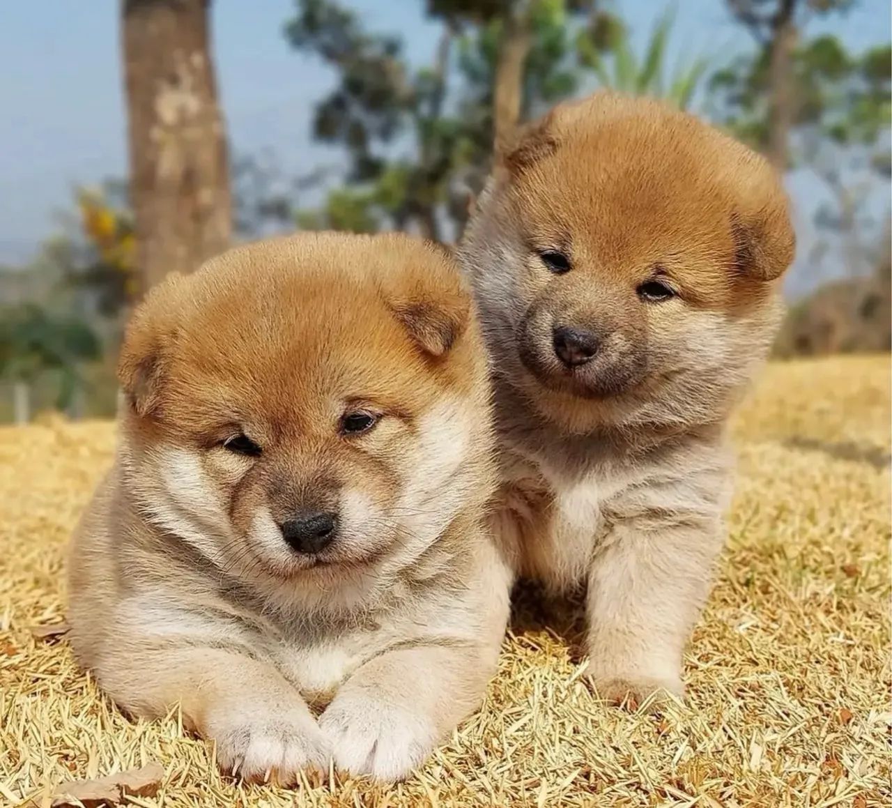 Meninas shiba com pedigree 