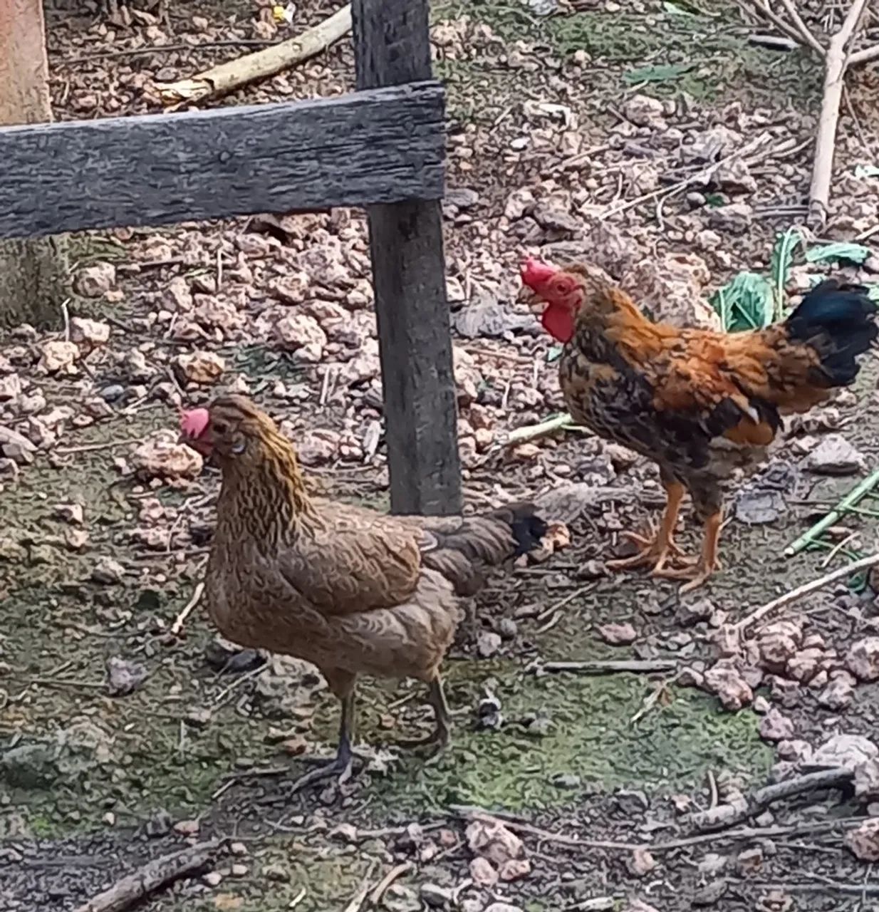 Vendo um casal de galinhas de raças pequenas  - Foto 4