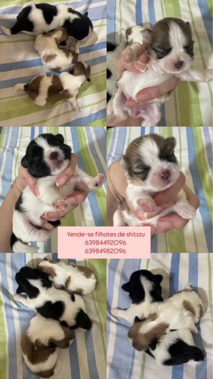 Filhotes de Shih Tzu para adoção