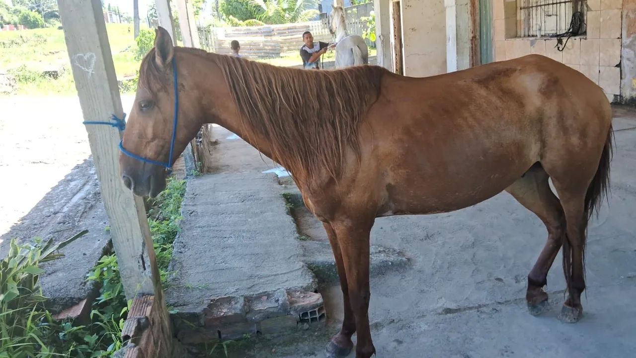 Triumph Tiger 900 - Impecável - Foto 5