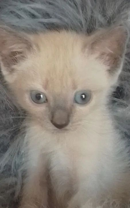 Gata siamês com 40 dias  - Foto 2