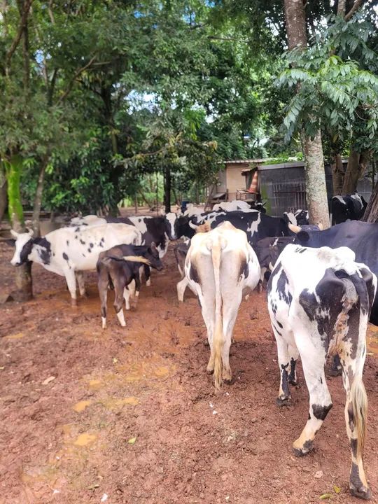 Gado a venda - Foto 3
