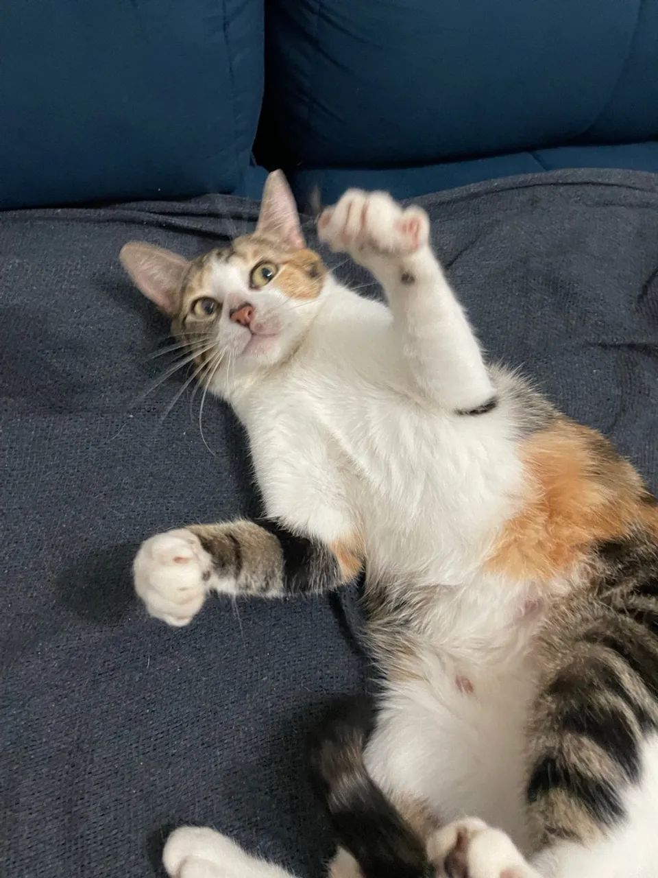 Gatinha tricolor para doação  - Foto 2