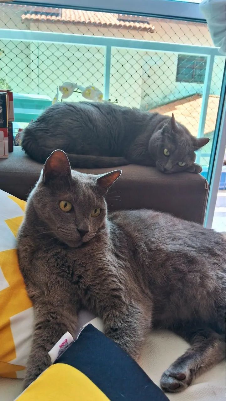 Nebelung  - Foto 2