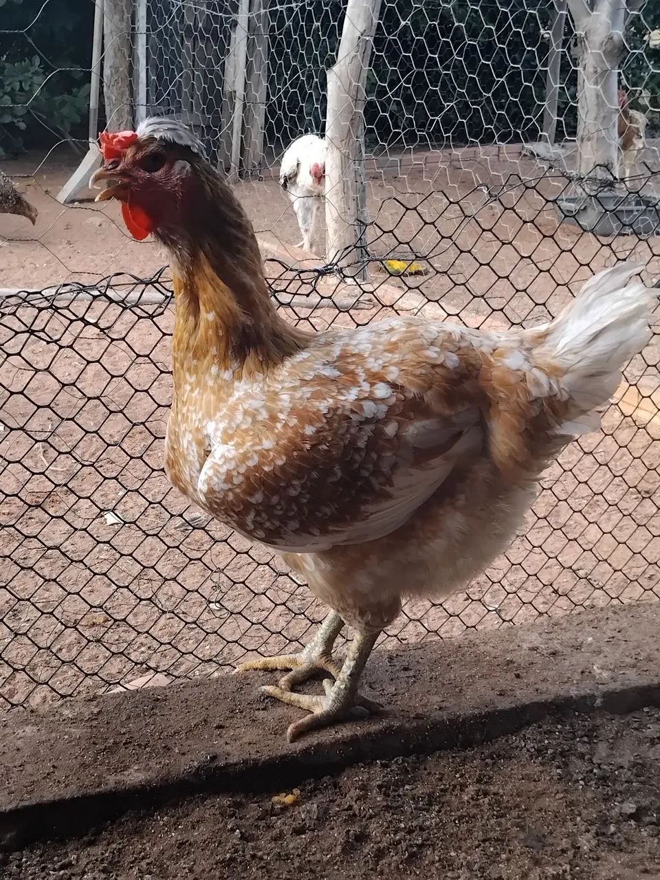 Ovos e pintos Da galinha sertaneja balão (GSB) - Foto 2