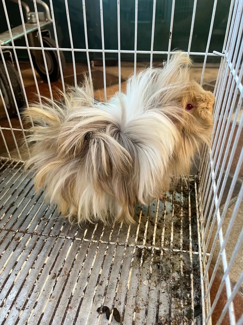 Porquinho da índia Peruano