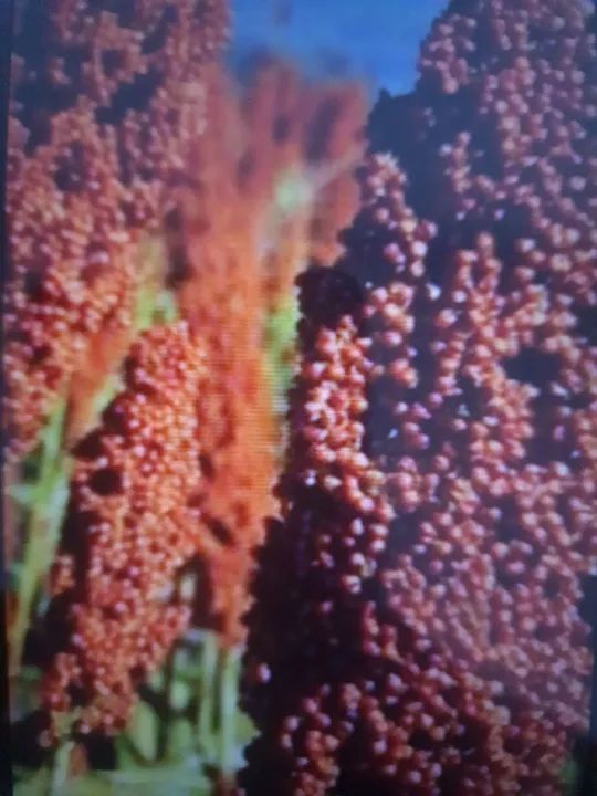 Corretor de Cereais com experiência e conhecimento na área Agro.   - Foto 4