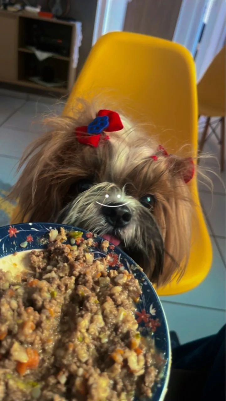 Pet sitter (babá de pet)  - Foto 5