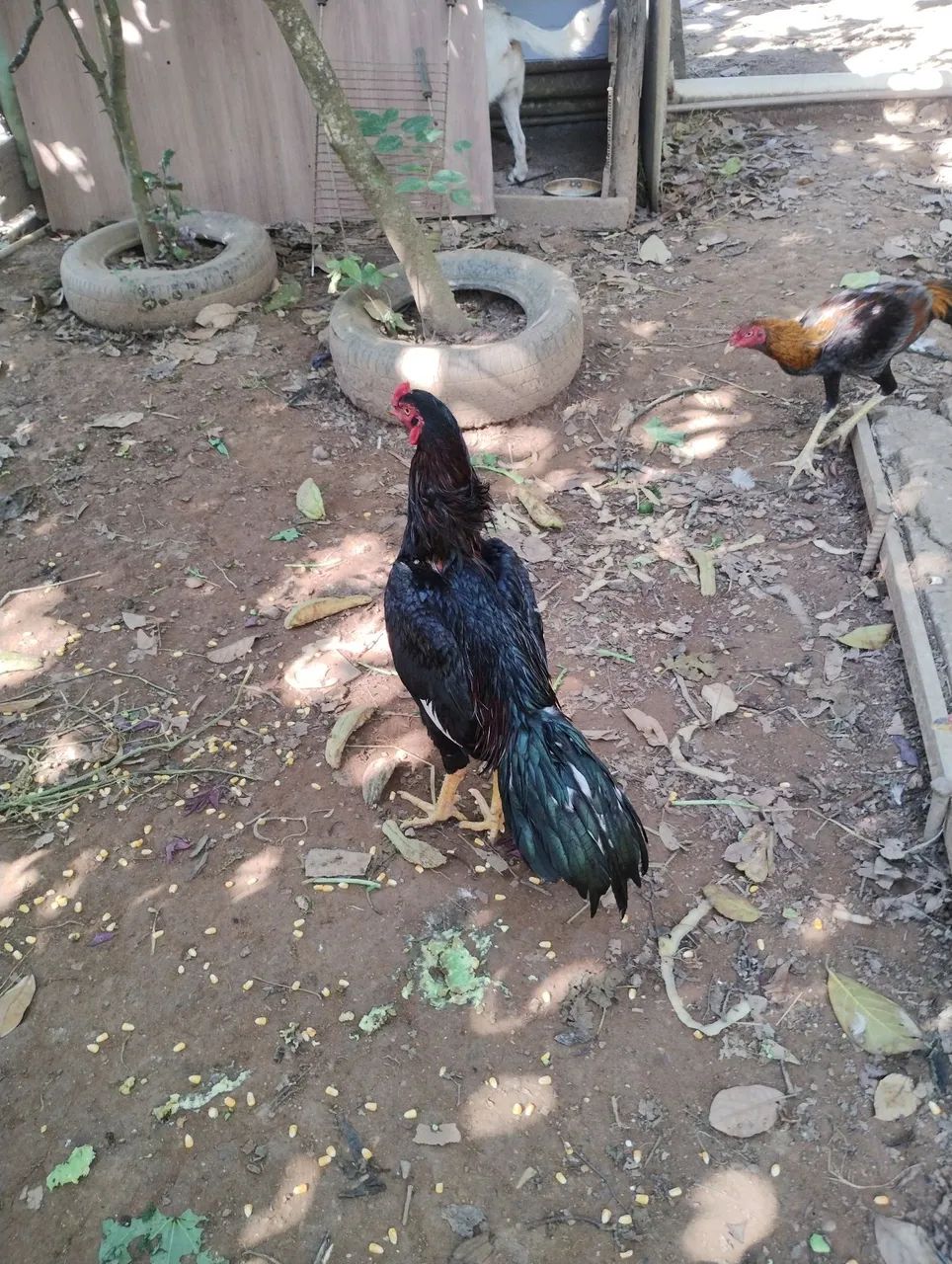 Galo Índio Altíssimo Nível 