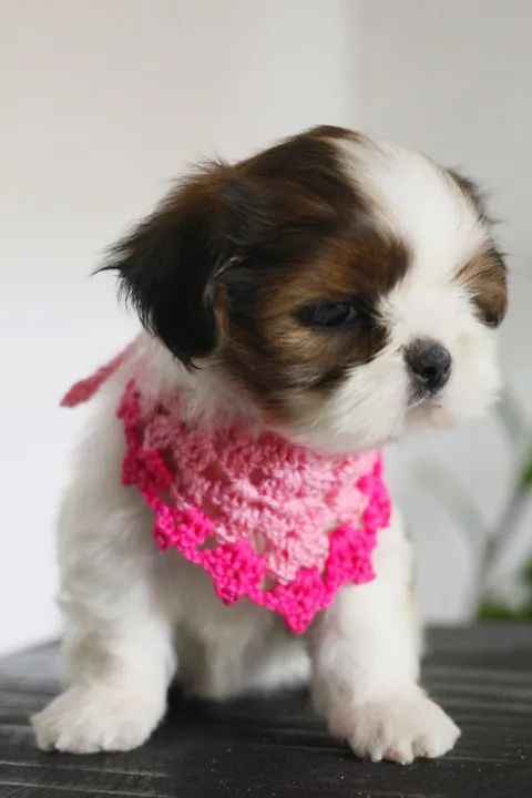 Shihtzu 