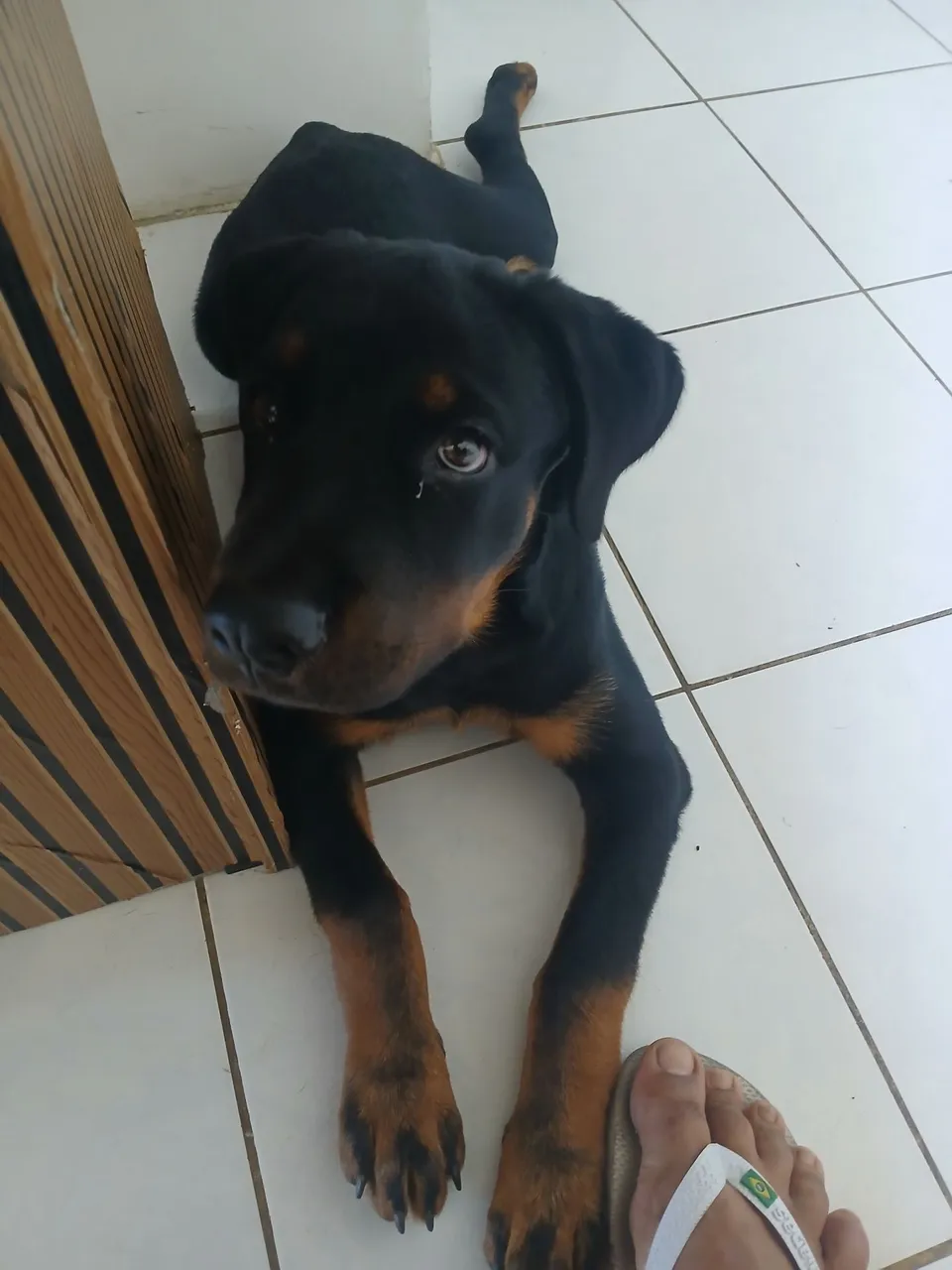 Filhote de Rottweiler