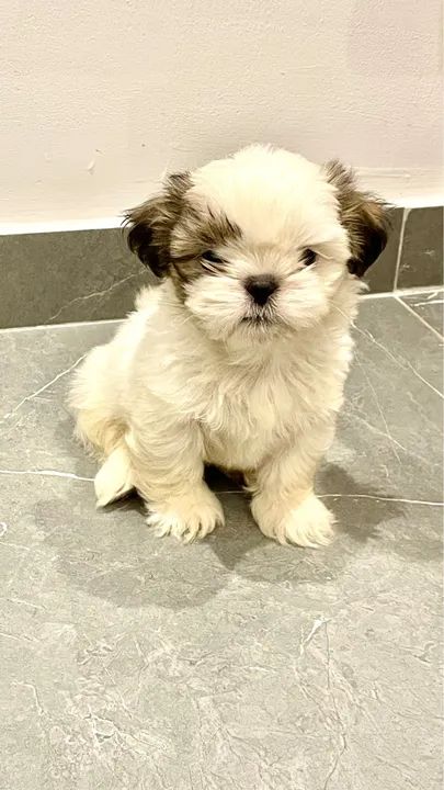 Filhote shih tzu - Foto 2